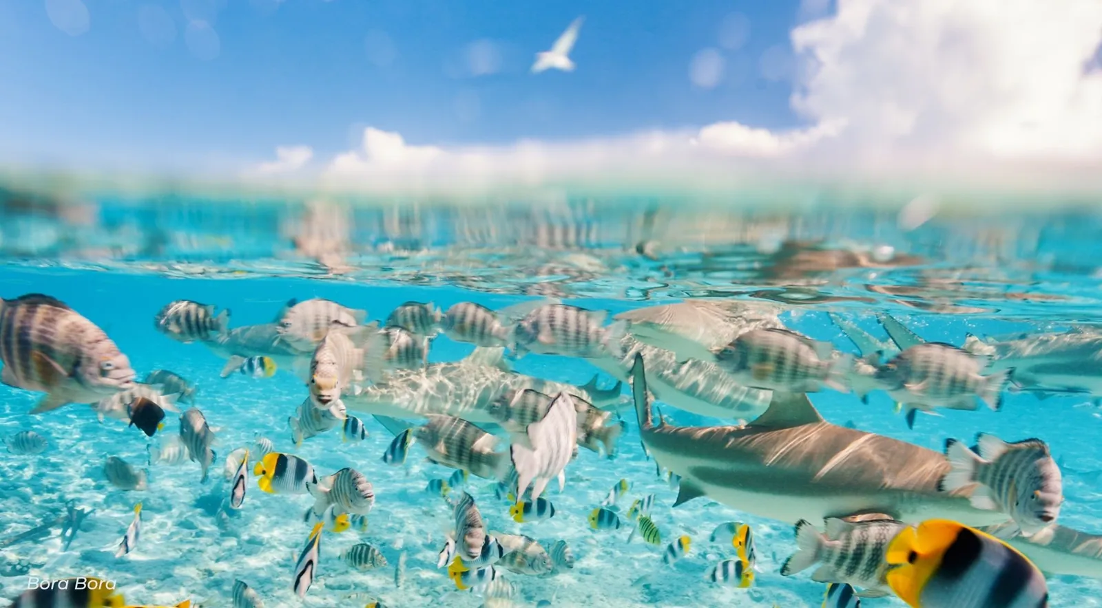 Blacktip reef shark among striped reef fish just below the surface