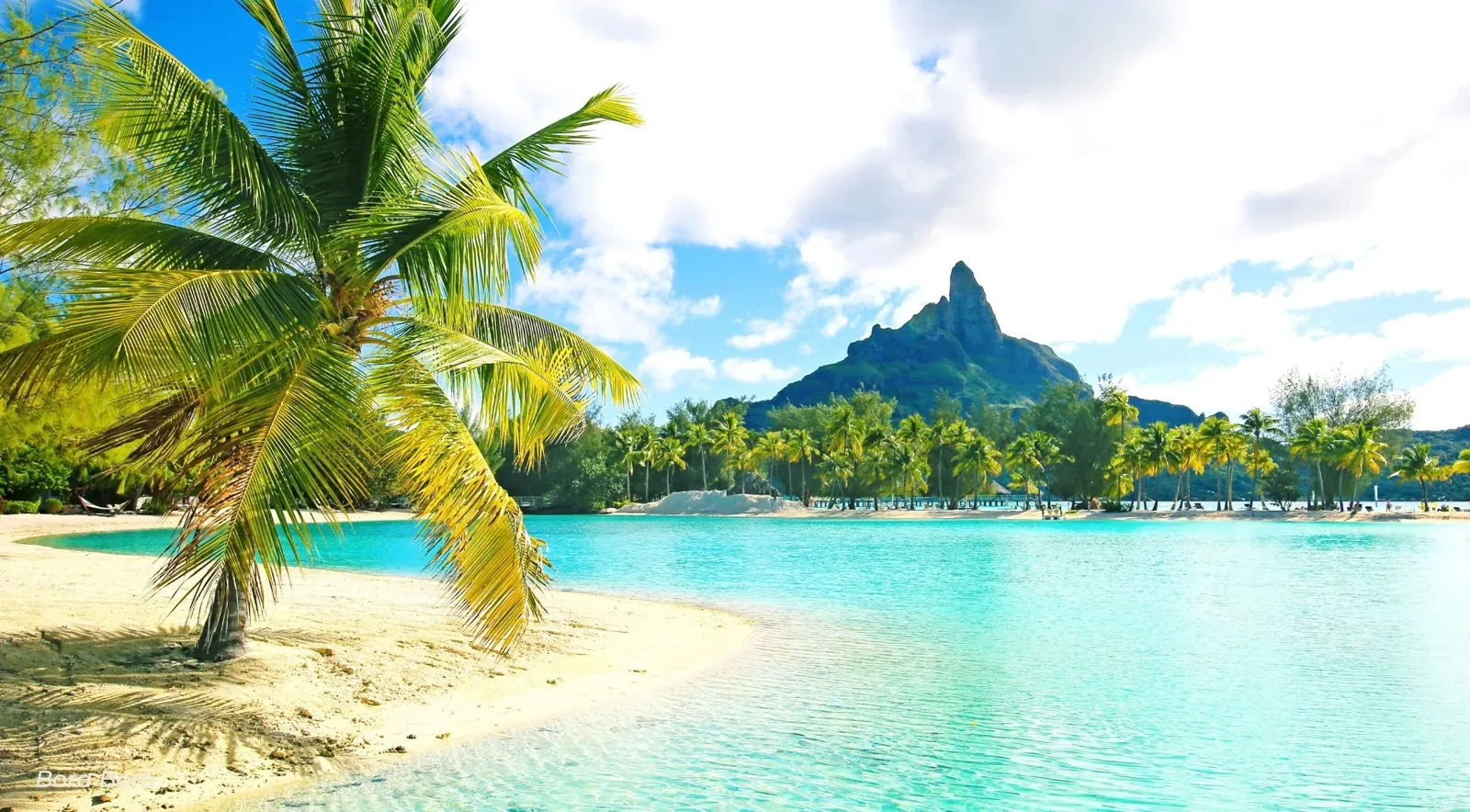 Leaning palm over a white-sand beach with Mount Otemanu behind