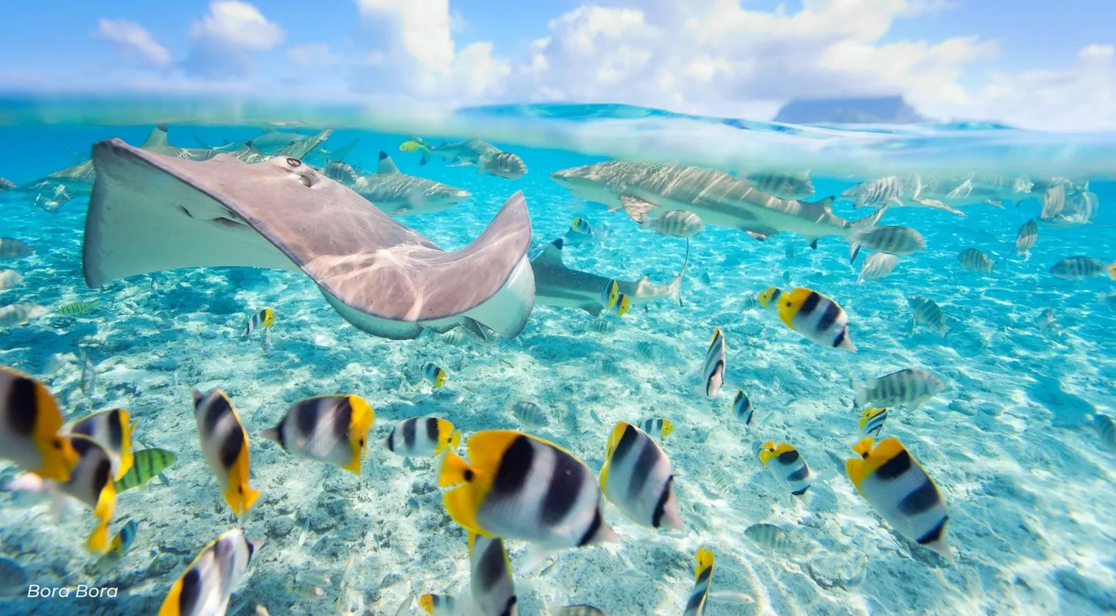 Stingray and butterflyfish swimming over sand in the Bora Bora lagoon
