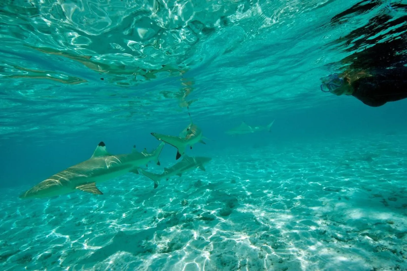 Blacktip shark over sand