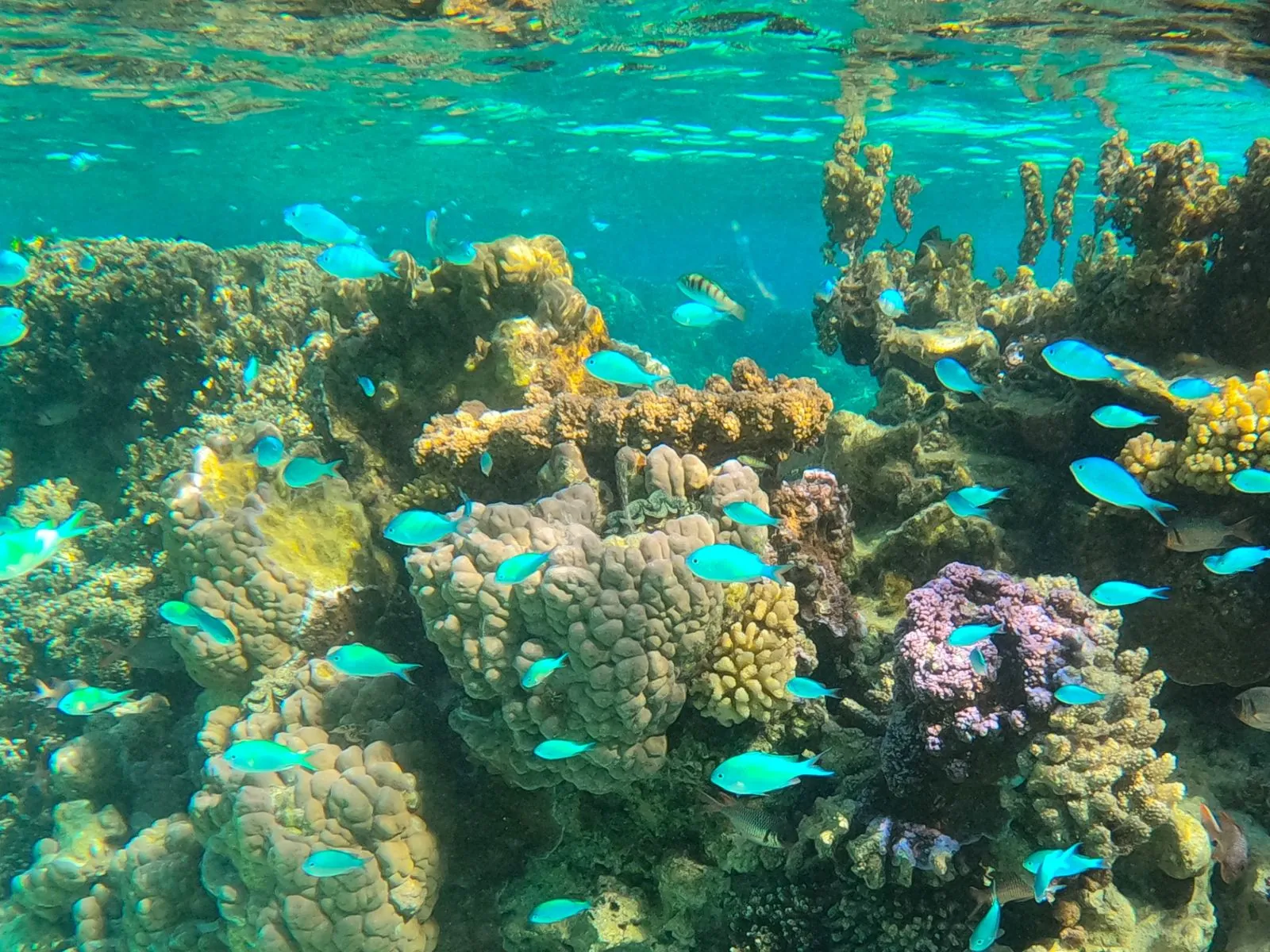 Coral and reef fish in shallow water