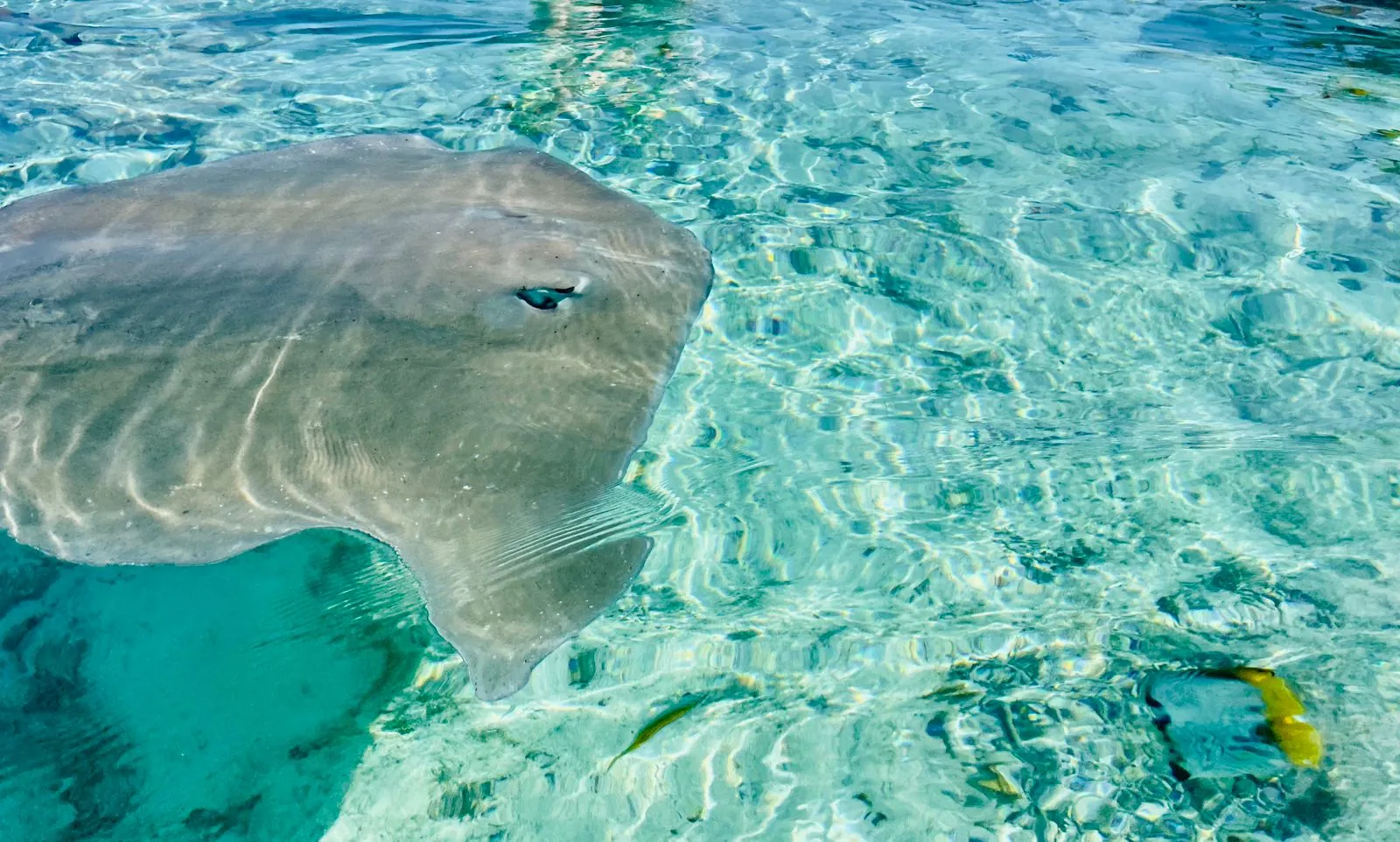 Stingray gliding over sand