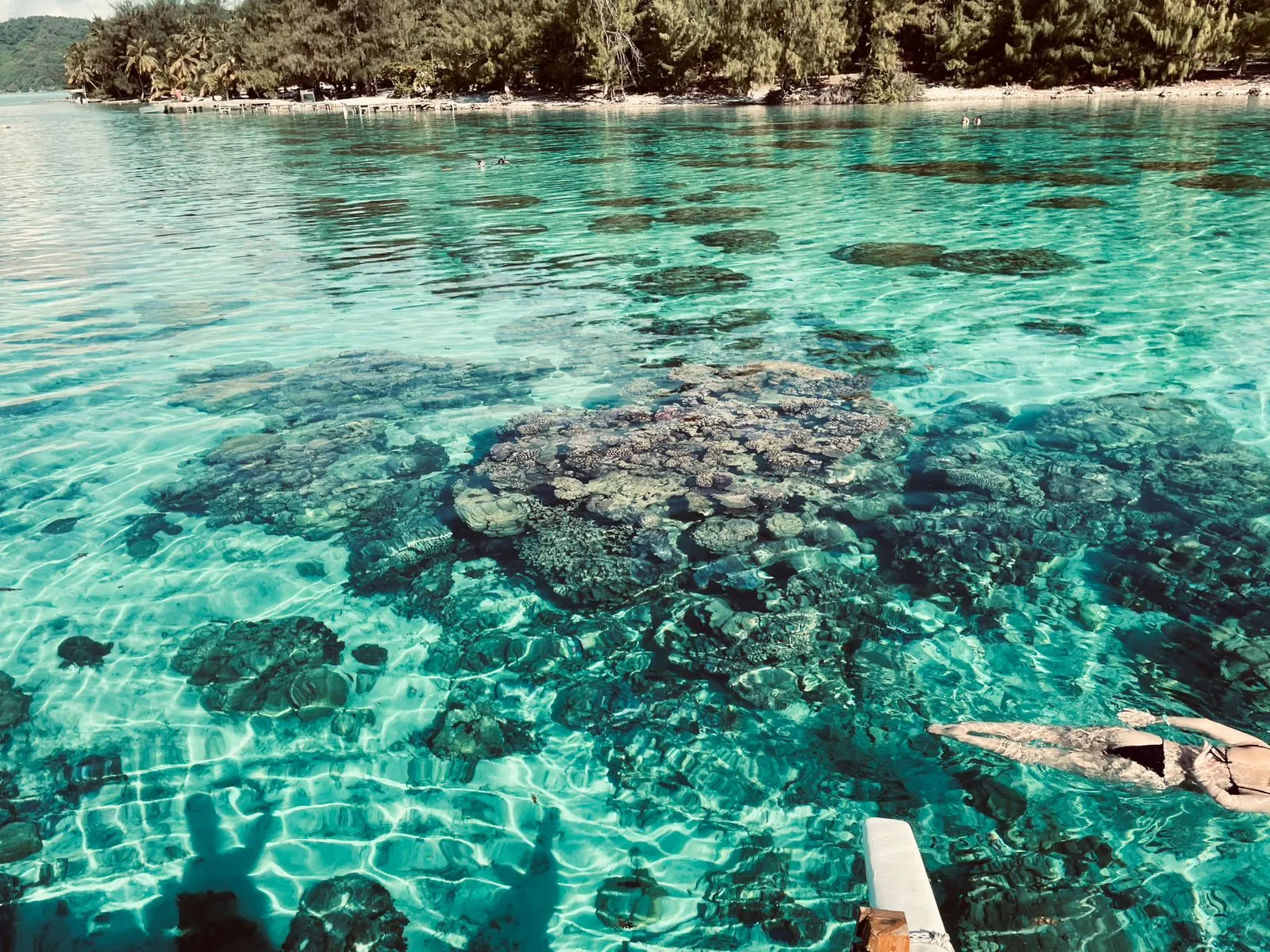 Coral head in clear turquoise water
