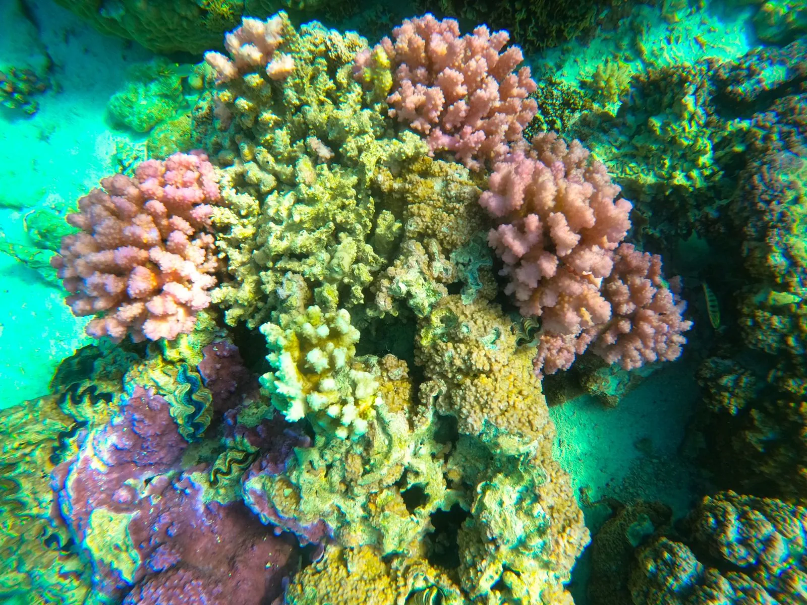 Colourful coral garden