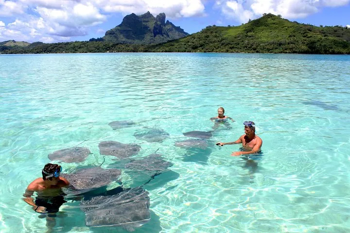 Guests with stingrays in clear shallow water