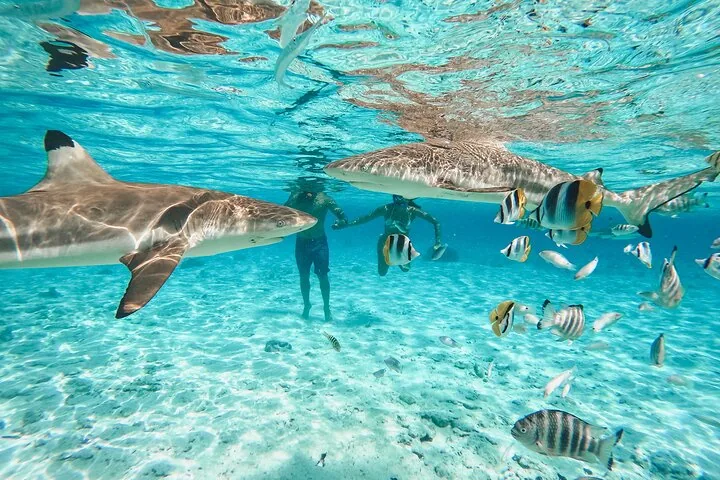 Blacktip reef shark swimming over sand near snorkellers in the Bora Bora lagoon