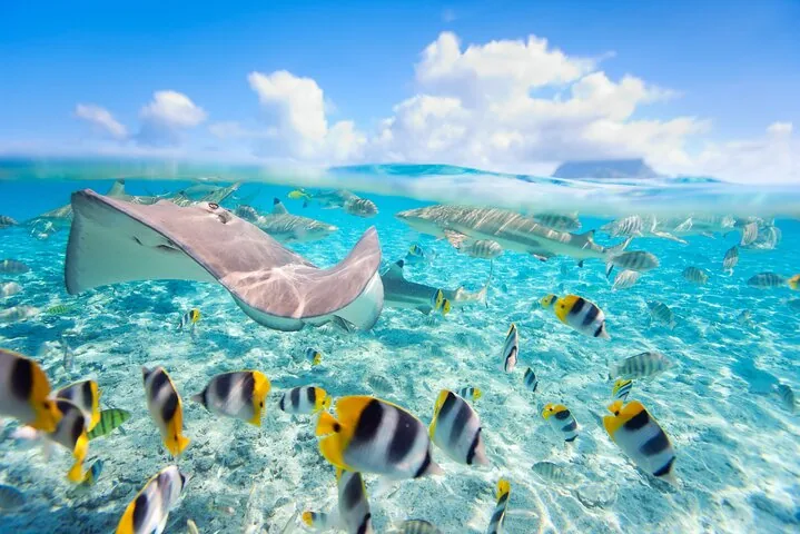 Stingray and butterflyfish in clear shallow water