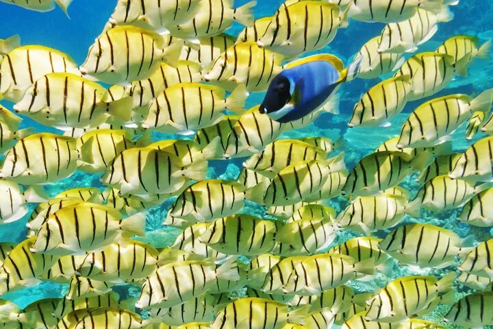 School of yellow-striped fish