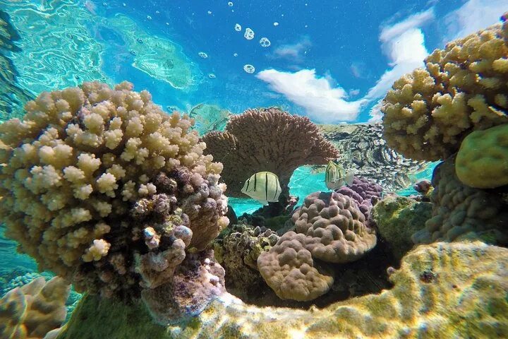 Coral garden under a bright sky, half above and below water