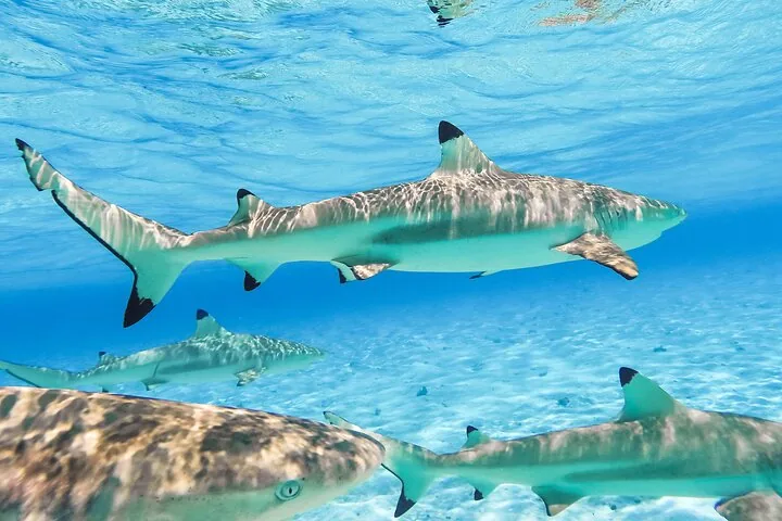 Blacktip reef sharks cruising over the sand
