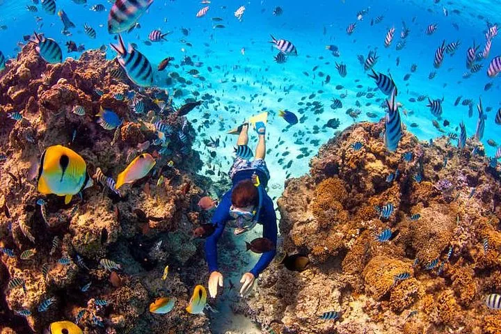 Snorkeller among fish over a coral reef