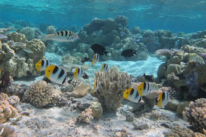Coral heads and butterflyfish on a Bora Bora snorkel site