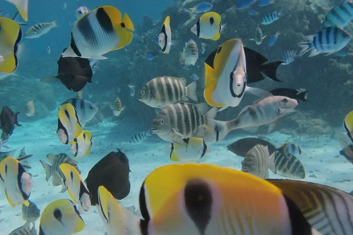 School of butterflyfish close to the camera