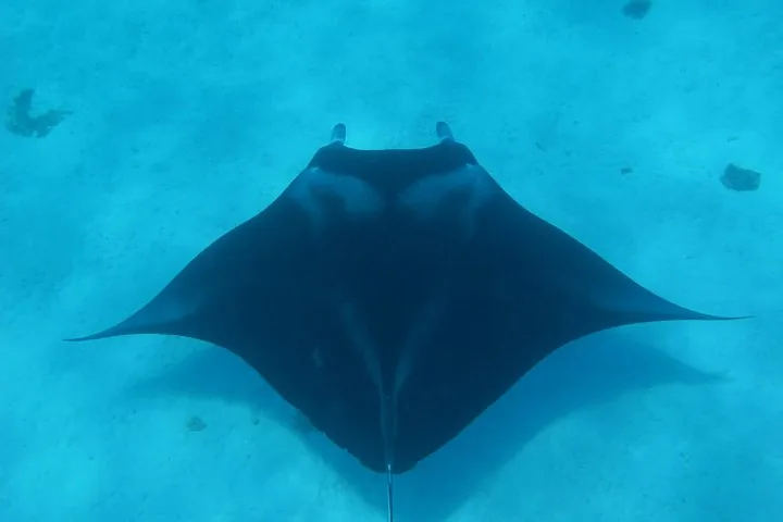Manta ray gliding over the sandy lagoon floor