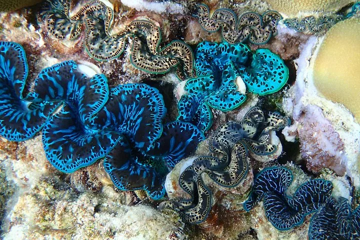 Giant clam with blue mantle among coral