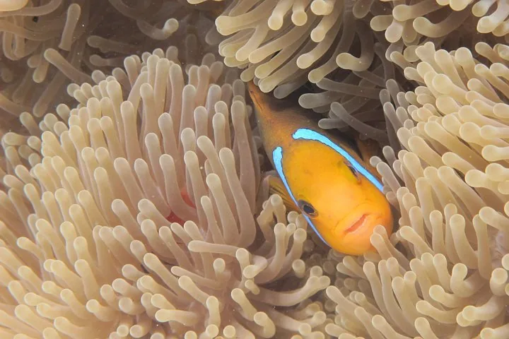 Clownfish in a sea anemone