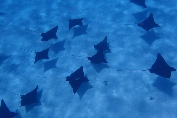 Group of eagle rays seen from above