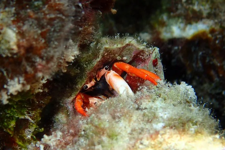 Small crab hiding in coral