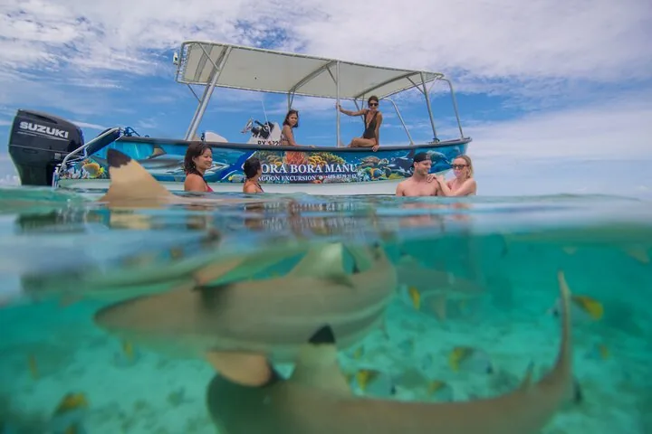Guests on the boat with a blacktip shark below the surface