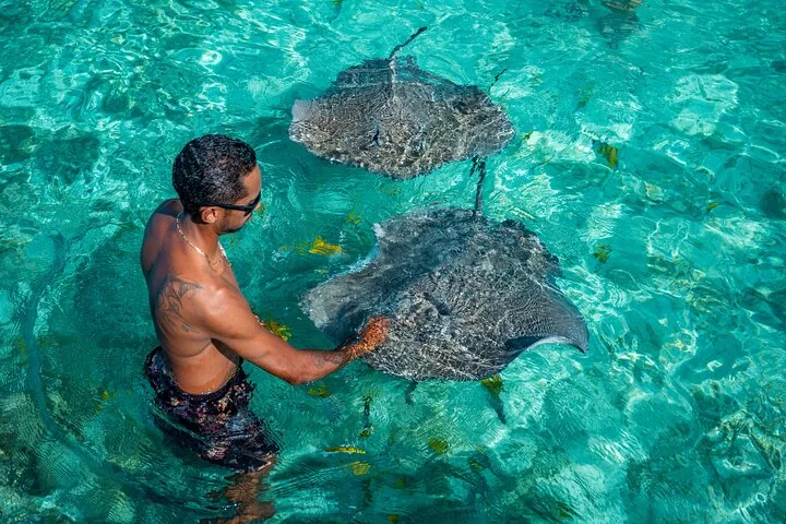 Guide with two stingrays in shallow water