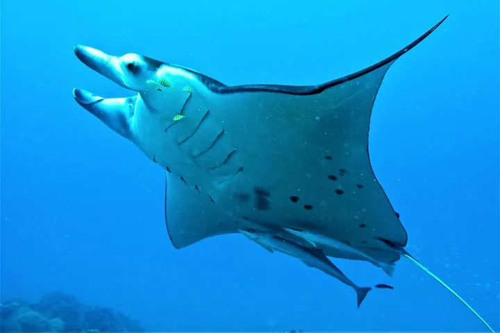Manta ray swimming close to the camera