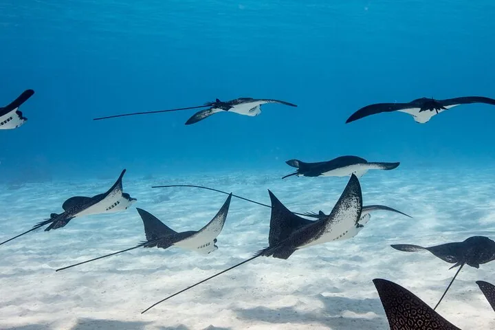 Eagle rays over a sandy bottom
