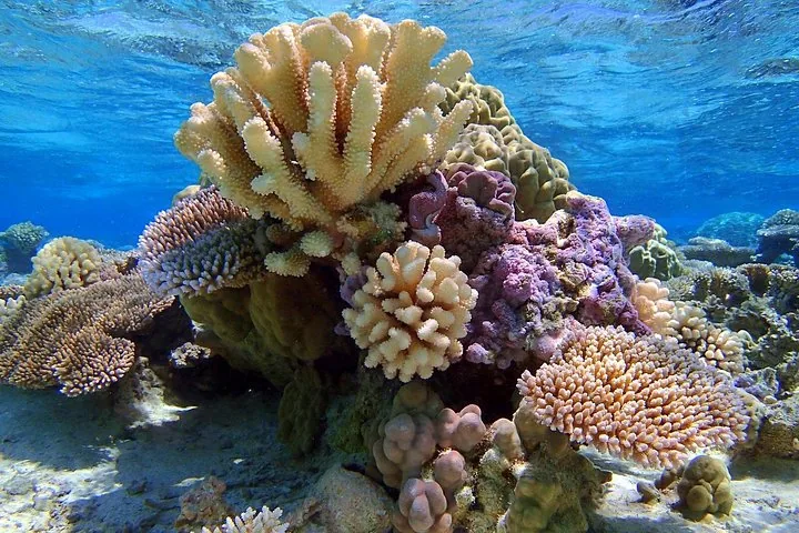 Coral heads with purple and yellow coral