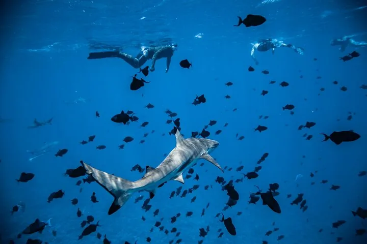 Full-Day Lagoon Cruise with Sharks, Rays & BBQ Lunch