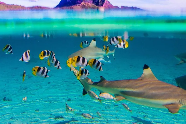 Blacktip shark and butterflyfish in shallow water