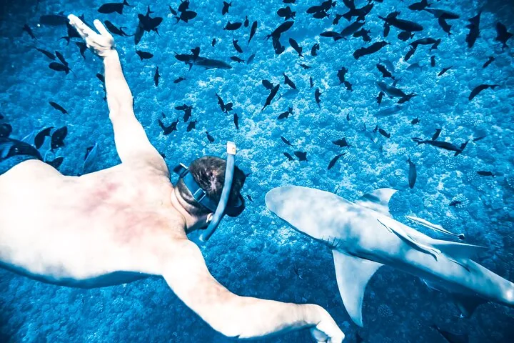 Snorkeller swimming beside a shark among a school of fish