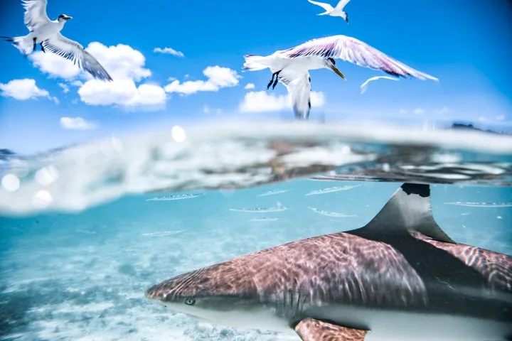 Blacktip reef shark just below the waterline