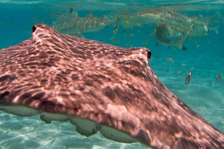 Close view of a stingray over sand