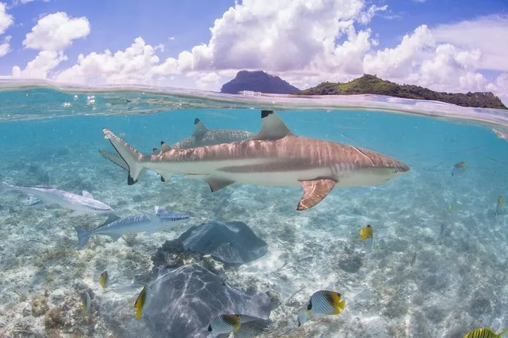 Eco Snorkel Cruise with Sharks and Stingrays