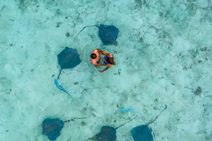 Stingrays circling a snorkeller seen from above