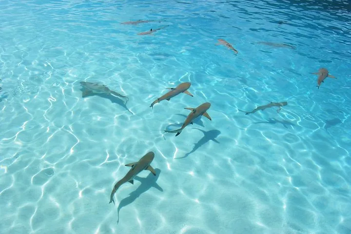 Small blacktip sharks over white sand